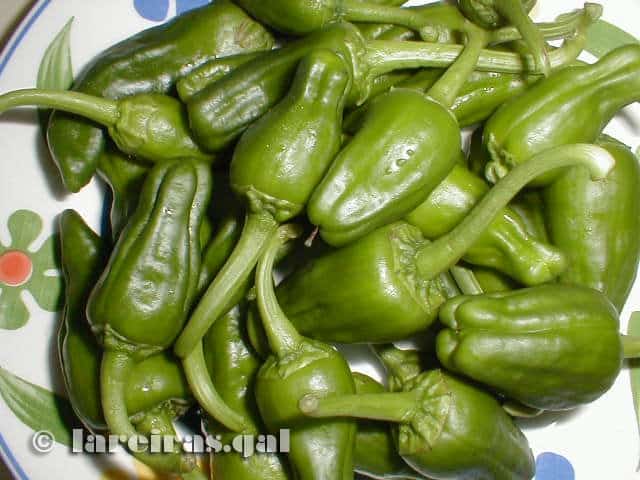 Pimientos de Herbón